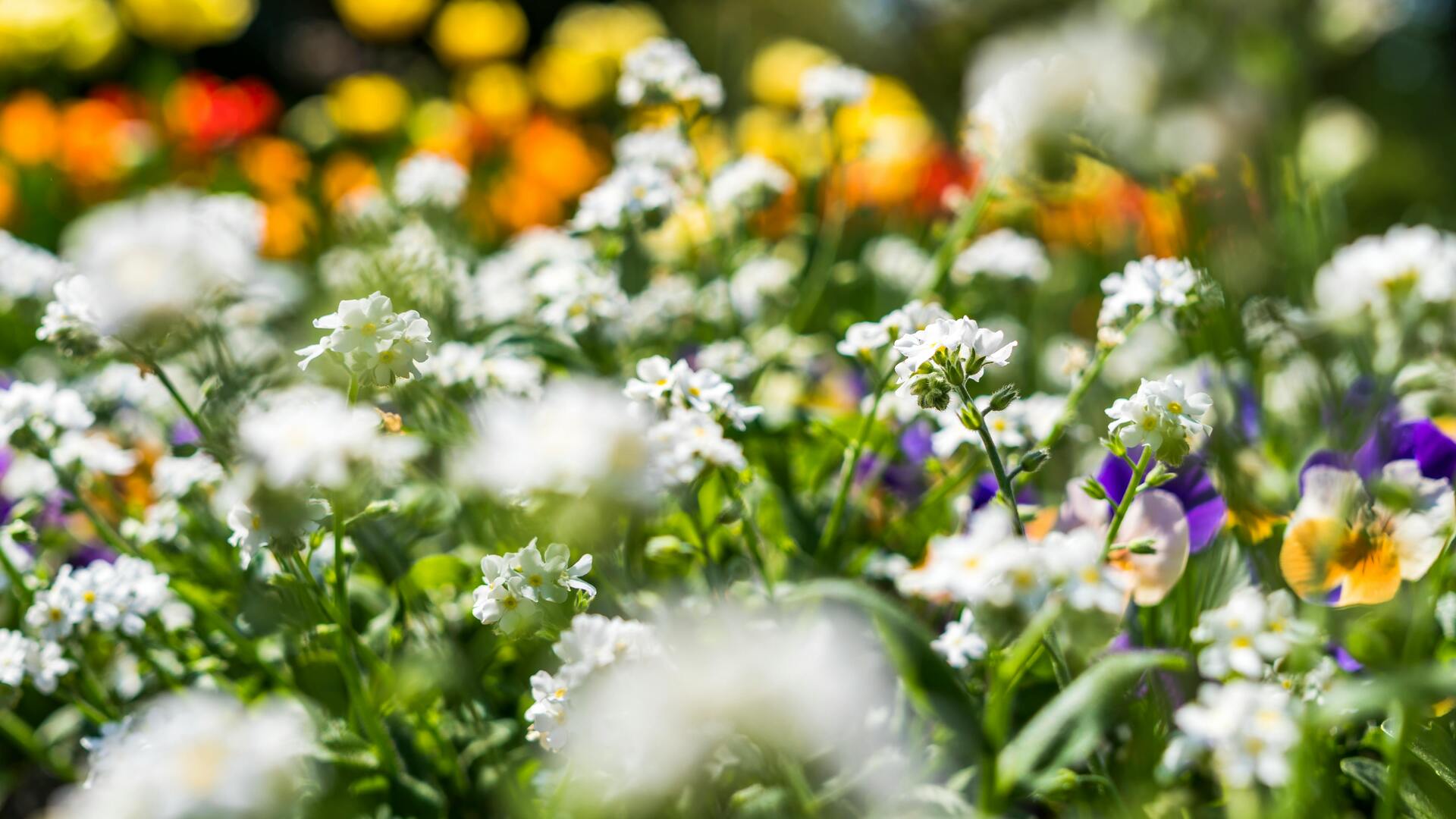 flowers
